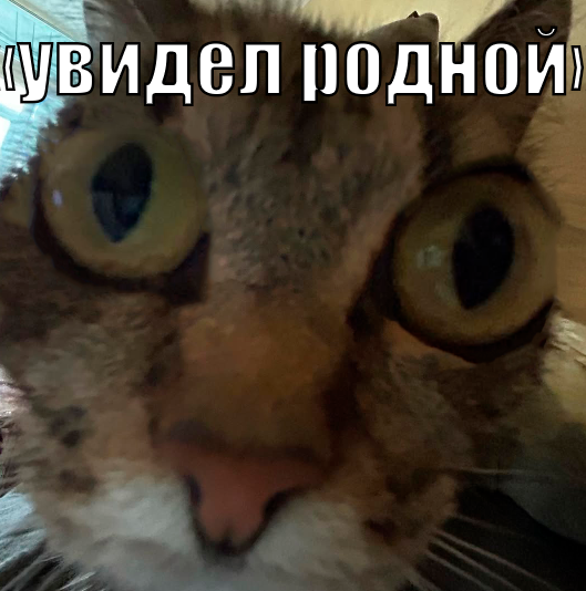529x534