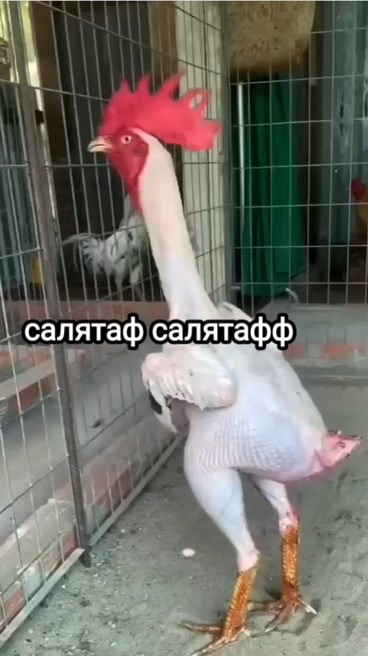 516x918